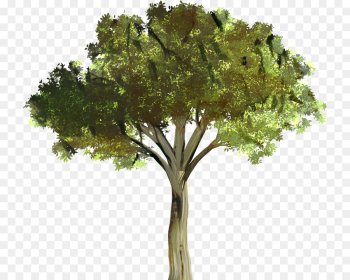 Desktop Wallpaper, Branch, Tree, Plant PNG Desktop Wallpaper, Branch, Tree, Plant PNG