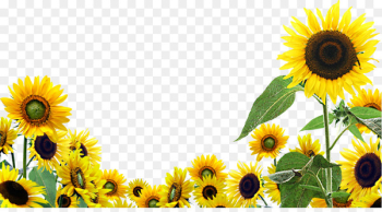 Desktop Wallpaper Common sunflower Clip art - sunflower oil Desktop Wallpaper Common sunflower Clip art - sunflower oil