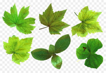 Desktop Wallpaper, Computer Icons, Download, Leaf, Flower PNG