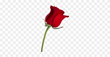 Desktop Wallpaper Rose Stock Photography Flower - Red Rose On Transparent Background Desktop Wallpaper Rose Stock Photography Flower - Red Rose On Transparent Background