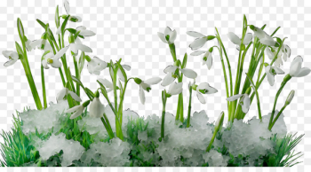 Desktop Wallpaper, Snowdrop, Flower, Grass PNG Desktop Wallpaper, Snowdrop, Flower, Grass PNG