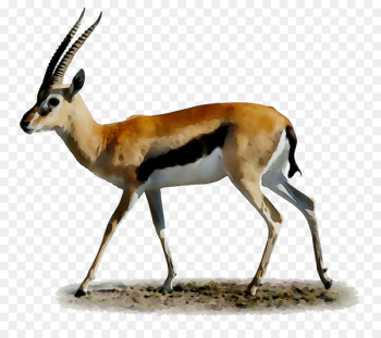 Desktop Wallpaper Springbok Impala Gazelle -  