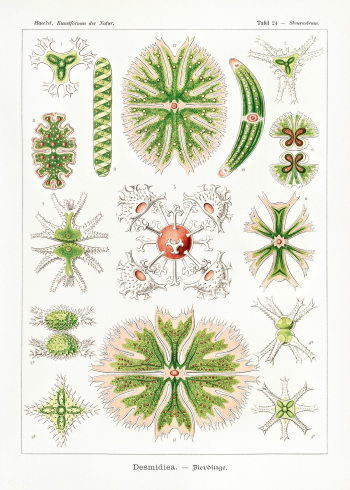 Desmidiea&ndash;Bierdinge from Kunstformen der Natur (1904) by Ernst H.. | Free public domain illustration - 2272225