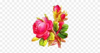 Despite The Distressing And Rustic Appearance Of This - Garden Roses Despite The Distressing And Rustic Appearance Of This - Garden Roses