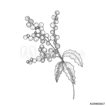 Detailed botanical drawing of holly branch with berries and leaves Detailed botanical drawing of holly branch with berries and leaves