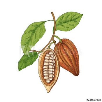 Detailed botanical drawing of whole and cut ripe pods or fruits of cocoa tree with beans, branches and leaves isolated on white background