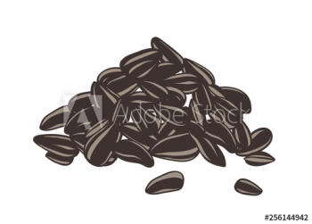 Detailed drawing of handful or pile of sunflower seeds or fruits Detailed drawing of handful or pile of sunflower seeds or fruits