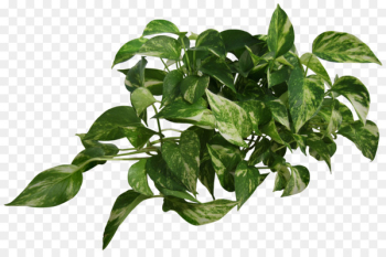 Devil's ivy Vine Houseplant Portable Network Graphics Plants - plants 