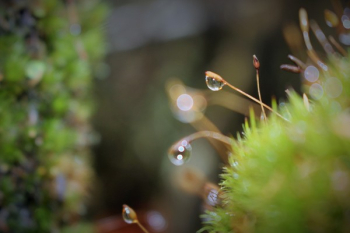 Dew Drops On Green Grass Close Up Photo Dew Drops On Green Grass Close Up Photo