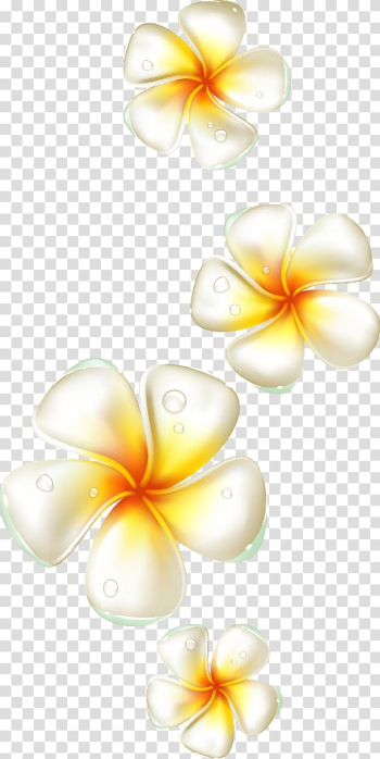 Dew on white-and-yellow petaled flowers, Flower Frangipani, Egg flower elements transparent background PNG clipart