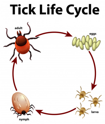 Diagram showing life cycle of tick Free Vector Diagram showing life cycle of tick Free Vector