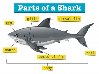 Diagram showing parts of shark Free Vector