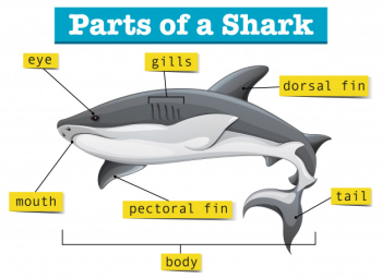 Diagram showing parts of shark Free Vector