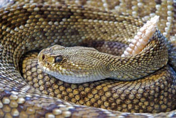 Diamond Back Rattle Snake Diamond Back Rattle Snake