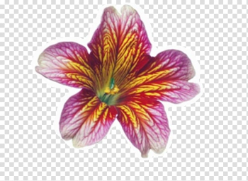 Dicotyledon Monocotyledon Plant Amaryllis Vegetation, watercolor flowers sen department transparent background PNG clipart