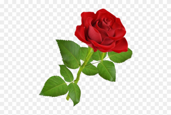 Different Type Of Roses Different Type Of Roses