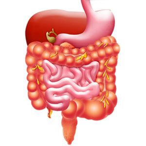 Digestive System PNG HD Transparent Digestive System HD.PNG Images ...