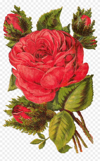 Digital Red Rose Image Download - Rose