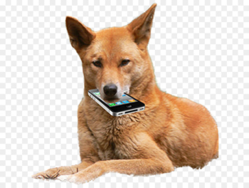 Dingoes ate my baby Dog Image Crying - dog Dingoes ate my baby Dog Image Crying - dog