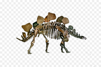 Dinosaur Skeleton - Dinosaur Skeleton -