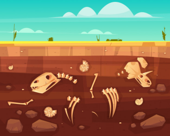 Dinosaurs skulls, reptile skeleton bones, ancient sea molluscs shells in soil deep layers cross section cartoon vector illustration. history of life on earth concept. paleontology science background Free Vector