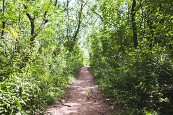 Dirt Path In Trees Dirt Path In Trees