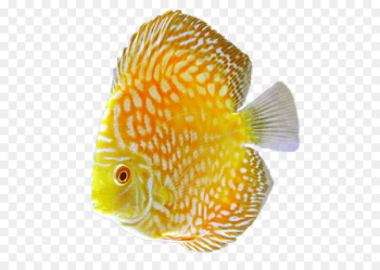 Discus Goldfish Tropical fish - Aquarium 