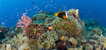 Dive Papua New Guinea - Epic Private Journeys Dive Papua New Guinea - Epic Private Journeys