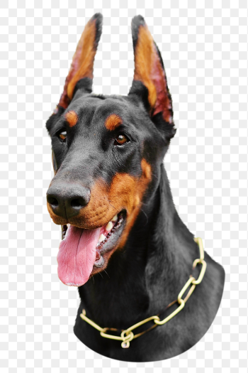 Doberman dog png sticker, transparent | Free PNG - rawpixel