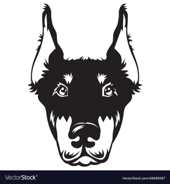 dobermann dog dobermann dog
