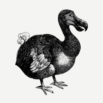 Dodo bird, animal clipart psd. | Free PSD Illustration - rawpixel Dodo bird, animal clipart psd. | Free PSD Illustration - rawpixel