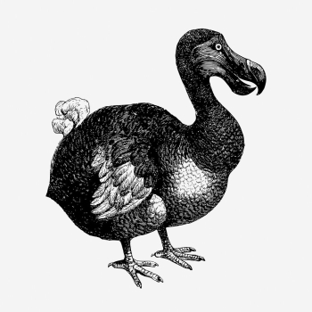 Dodo bird, animal illustration. Free | Free Photo Illustration - rawpixel Dodo bird, animal illustration. Free | Free Photo Illustration - rawpixel