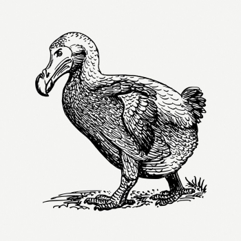 Dodo bird drawing, animal vintage | Free PSD - rawpixel Dodo bird drawing, animal vintage | Free PSD - rawpixel