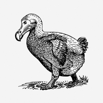 Dodo bird drawing, vintage animal | Free Photo - rawpixel Dodo bird drawing, vintage animal | Free Photo - rawpixel