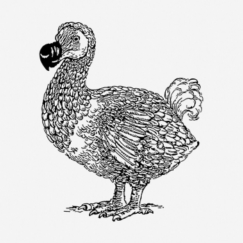 Dodo bird drawing, vintage wildlife | Free Photo - rawpixel Dodo bird drawing, vintage wildlife | Free Photo - rawpixel