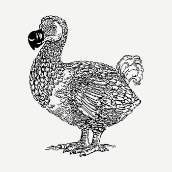 Dodo bird drawing, wildlife vintage | Free PSD - rawpixel Dodo bird drawing, wildlife vintage | Free PSD - rawpixel