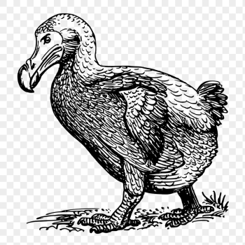 Dodo bird png sticker, animal | Free PNG - rawpixel Dodo bird png sticker, animal | Free PNG - rawpixel