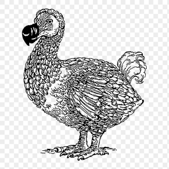 Dodo bird png sticker, wildlife | Free PNG - rawpixel Dodo bird png sticker, wildlife | Free PNG - rawpixel