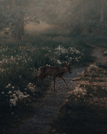 Doe walking near path in forest