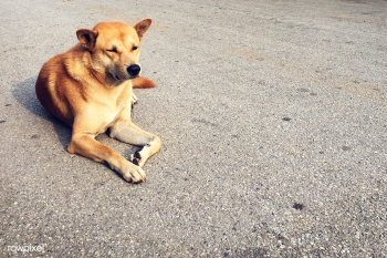 Dog abandoned abuse | Free stock photo - 90500 Dog abandoned abuse | Free stock photo - 90500