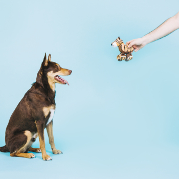 Dog and toy pet Dog and toy pet