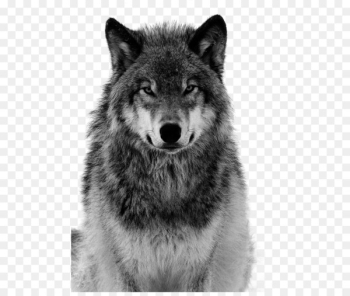 Dog Arctic wolf Coyote Canidae Tiger - Grey Wolf Free pull material 