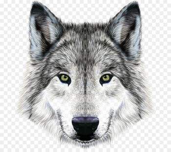 Dog Arctic wolf Mexican wolf Illustration - Imposing wolf Dog Arctic wolf Mexican wolf Illustration - Imposing wolf