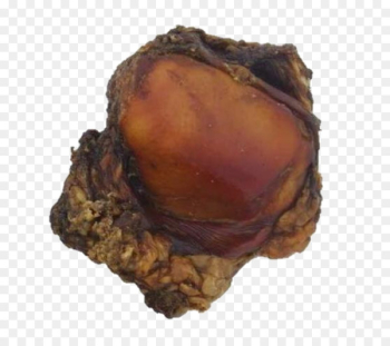 Dog biscuit Bone Patella Knee - Dog Dog biscuit Bone Patella Knee - Dog