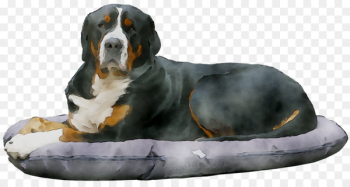 Dog breed Bernese Mountain Dog Greater Swiss Mountain Dog Entlebucher Mountain Dog -  