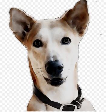 Dog breed Canaan Dog Whippet Companion dog Snout - Dog breed Canaan Dog Whippet Companion dog Snout -