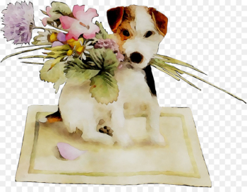 Dog breed Puppy Companion dog - Dog breed Puppy Companion dog -