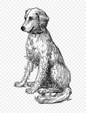 Dog breed Puppy Golden Retriever Sporting Group - puppy Dog breed Puppy Golden Retriever Sporting Group - puppy