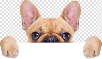 Dog Cat Animal shelter Animal rescue group Donation, Dog transparent background PNG clipart