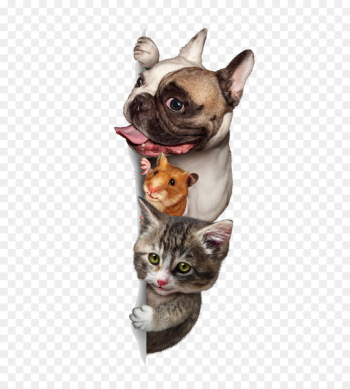 Dog Cat Budgerigar Pet sitting - Cute dogs and cats Dog Cat Budgerigar Pet sitting - Cute dogs and cats